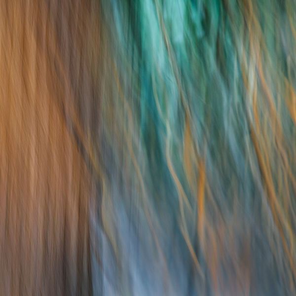 Jaynes Gallery 아티스트의 USA-Washington State-Seabeck Abstract of tree trunk and limbs작품입니다.
